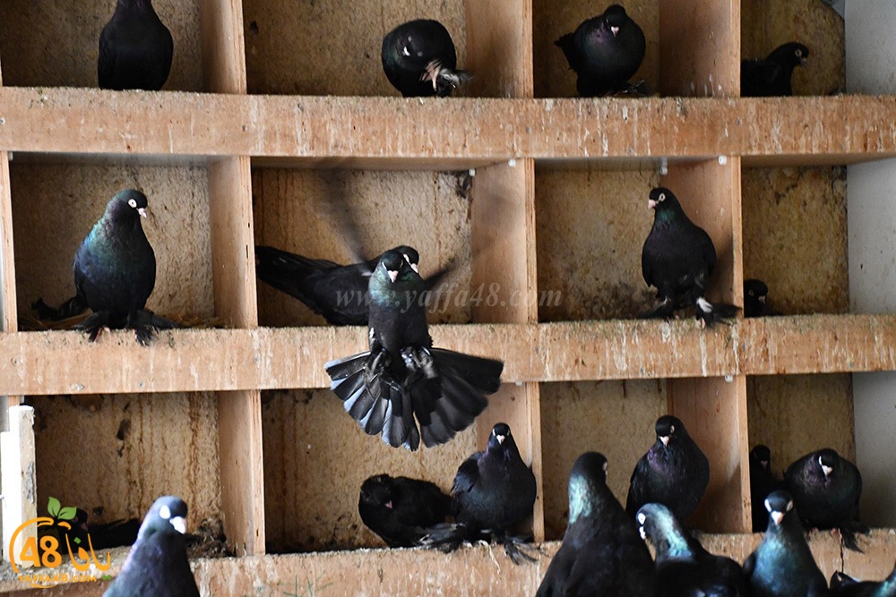 zohdi 3ashoor (106).jpeg